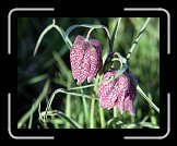 IMG_2090 * 2778 x 2190 * (585KB)