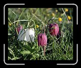 IMG_2097 * 2709 x 2208 * (782KB)