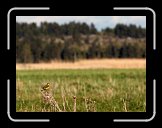 IMG_2109 * Gulärlan igen. * 2955 x 2199 * (635KB)