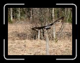 bc_IMG_0617 * 2409 x 1786 * (661KB)