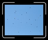 ai_IMG_1308 * Rovfågelskruv, där de bygger upp höjd för att ta sig över till Danmark. * 3124 x 2500 * (731KB)