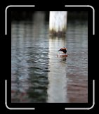 IMG_1278 * 1965 x 2334 * (405KB)