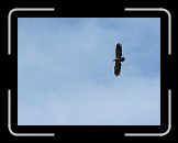 IMG_1808 * 1386 x 1054 * (100KB)