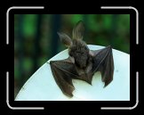 IMG_2392 * 3344 x 2508 * (711KB)