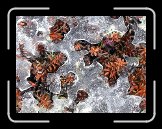 DSCN3083 * 2272 x 1704 * (1.22MB)